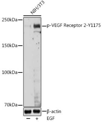 Western Blot: VEGFR2/KDR/Flk-1 [p Tyr1175] AntibodyAzide and BSA Free [NBP3-16893]
